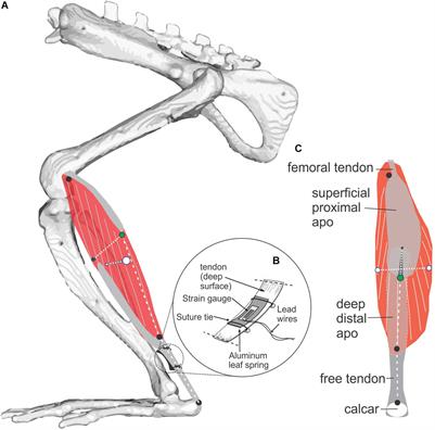 Frontiers | Skeletal Muscle Shape Change in Relation to Varying Force